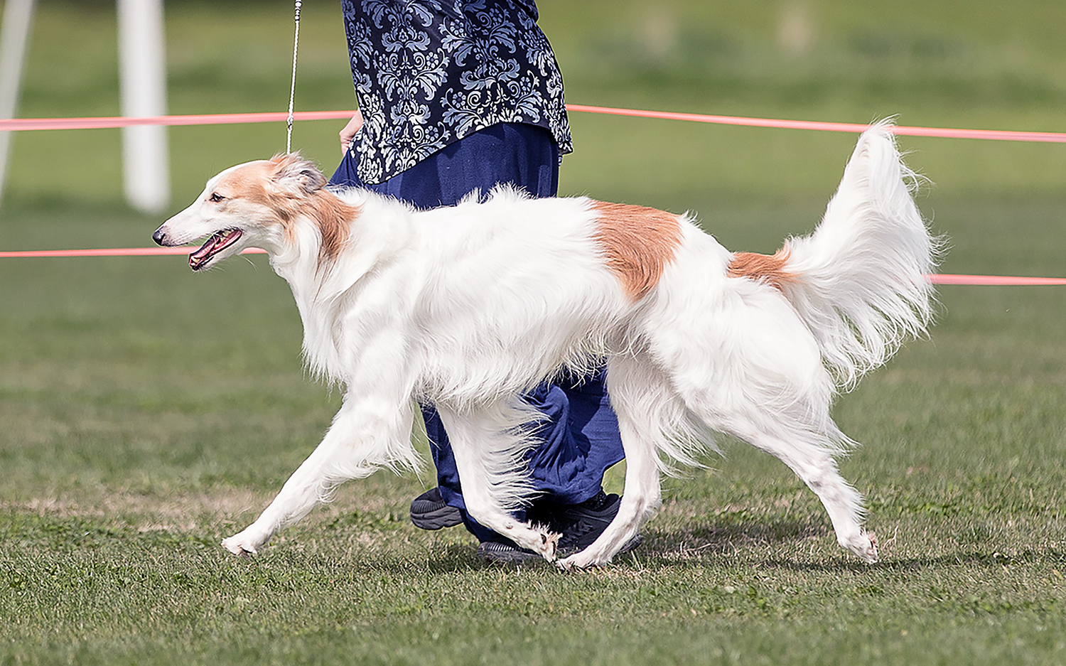 Magic - Silkenfest trot